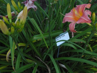 Daylily Clumps 2015: HALL OF FAME