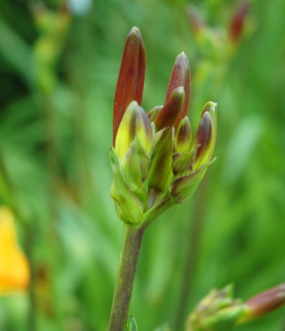 Daylily Clumps 2015: buds