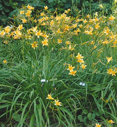 Daylily Clumps 2015: H. hakunensis