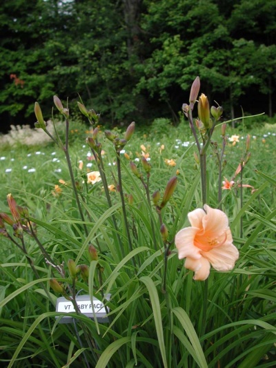 Daylily Clumps 2015: BABY FACE (VT)