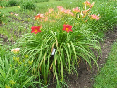 Daylily Clumps 2015: BASHFUL (VT)
