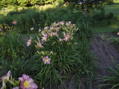 Daylily Clumps 2015: PURPLE FRAGRANCE (VT)