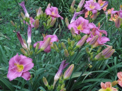 Daylily Clumps 2015: ROYAL BLUE BLOOD