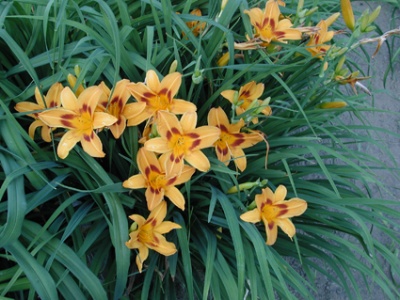 Daylily Clumps 2015: SARATOGA SPRINGTIME