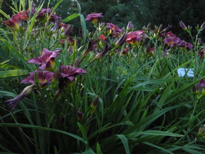 Daylily Scapes: scapes