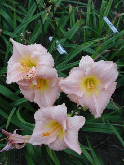 Daylily Scapes: BRIDAL SUITE