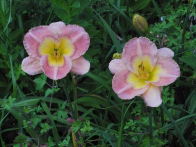 Daylily Scapes: BRIDGETON CLOISONNE