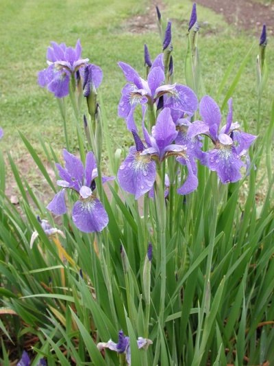 Daylily Scapes: Iris siberica BLUE CHARM