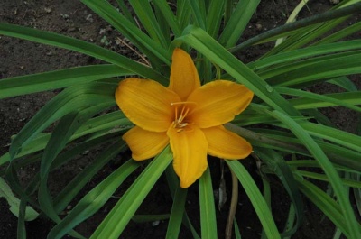 Daylily Scapes: APRICOT