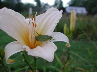 Daylily Scapes: ANGLES OF WHITE (VT)