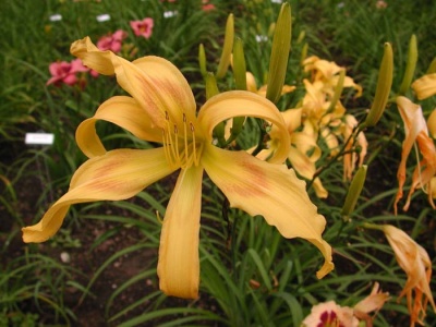Daylily Scapes: scapes