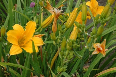 Daylily Scapes: scapes