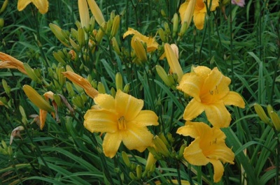 Daylily Scapes: scapesa