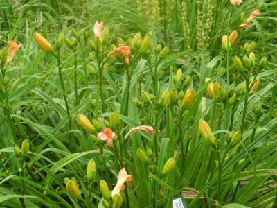 Daylily Scapes: scapes