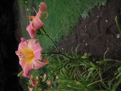 Daylily Scapes: scapesa