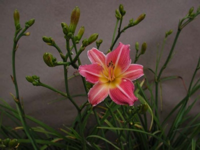 Daylily Scapes: scapes