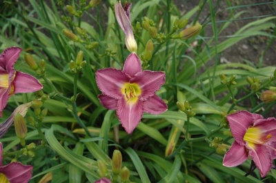 Daylily Scapes: scapes