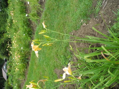 Daylily Scapes: scapes