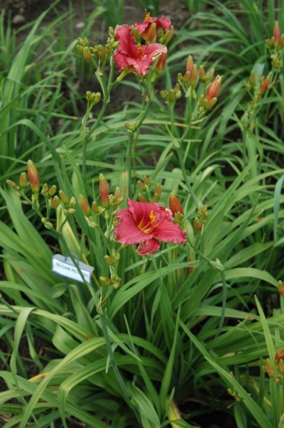 Daylily Scapes: scapes