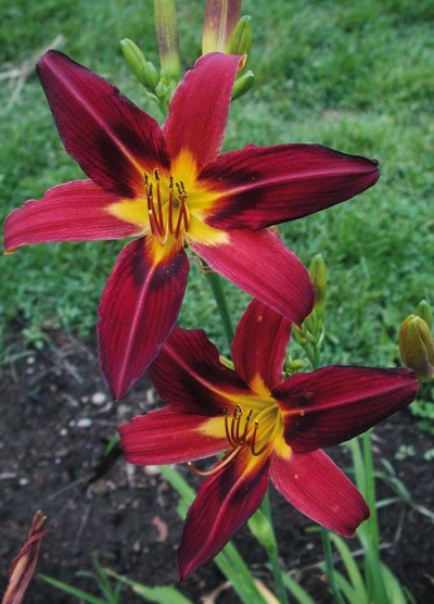 Daylily Scapes: BLAZING FIREFLY (VT)