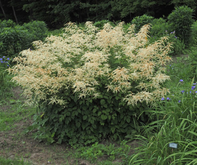 aruncus-062625-500px_1856063102