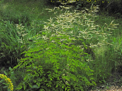 aruncus-bed-20-500px_212041680