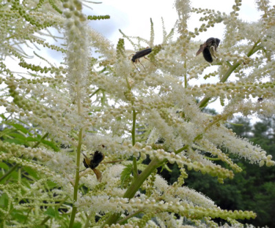 bees-aruncus-500px_1907410776