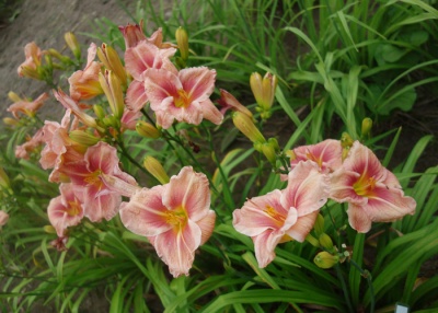 OLALLIE COLLEEN VERA (25-05)