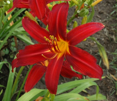 CRIMSON PIRATE