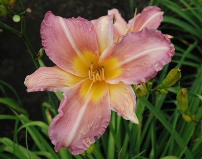 daylilies: VEILED LIGHT (VT)