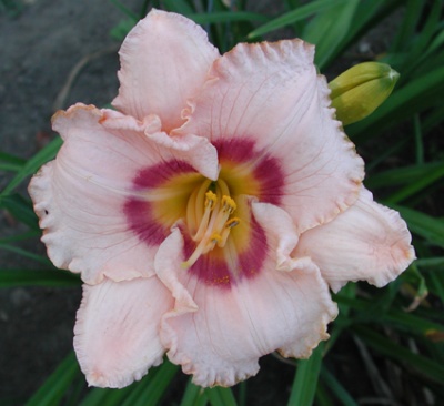 daylilies: WEBSTER LUPTON