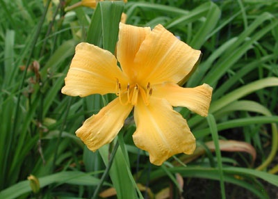 daylilies: INDIA'S SUN (VT)