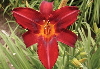 daylilies: REMEMBERING GRANDMA (VT)