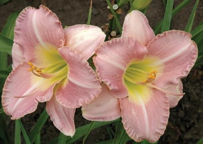daylilies: UPTOWN GIRL