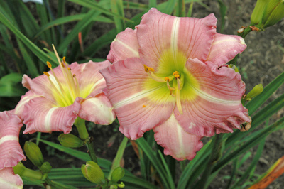 daylilies: PLAYFUL DISCOURSE