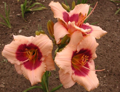 daylilies: LITTLE ITALY