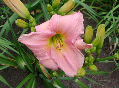 daylilies: COURT CONCUBINE