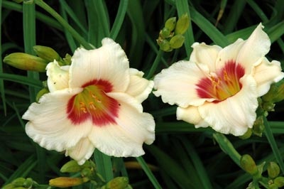 daylilies: WINK AND SMILE