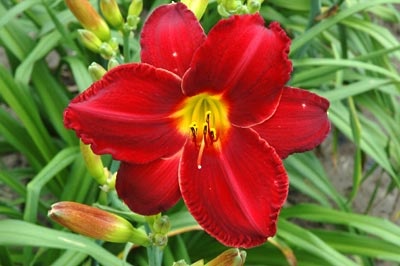 daylilies: CHICAGO RUBY