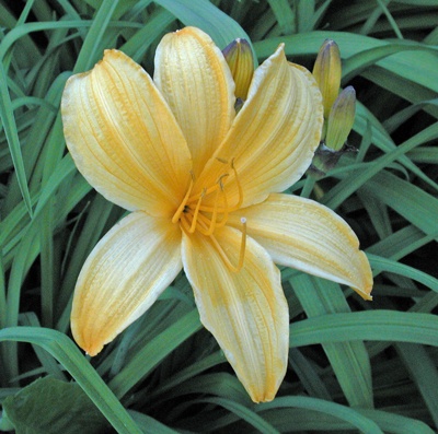 daylilies: APRICOT