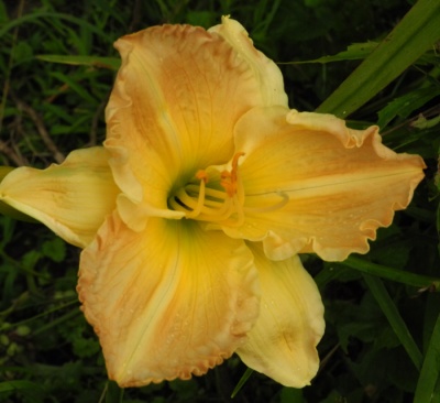 daylilies: + 7-30 9-29-04 (VT)