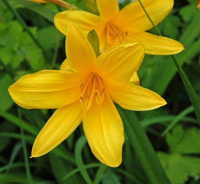 daylilies: ELIZABETH