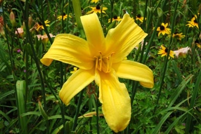 daylilies: TETRINA'S GRANDSON