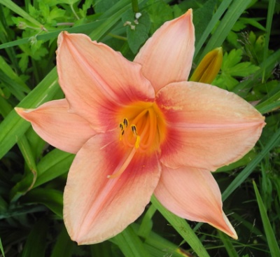 daylilies: TOO HOT