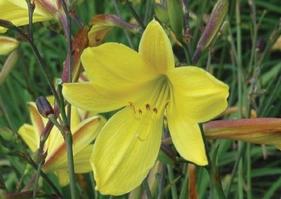 daylilies: CORKY