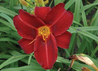 daylilies: OLALLIE FLAMENCO type (VT)