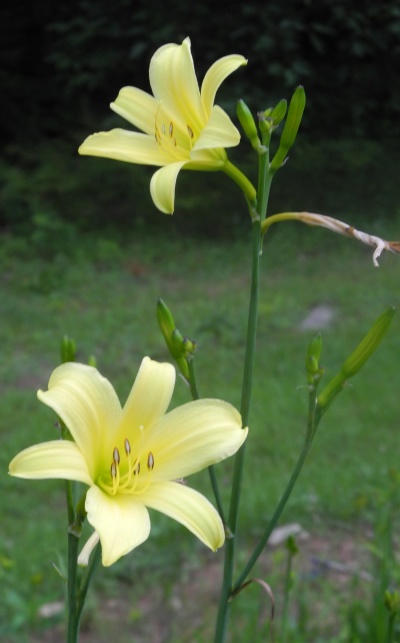 daylilies: H. citrina vespertina hybrids (VT)