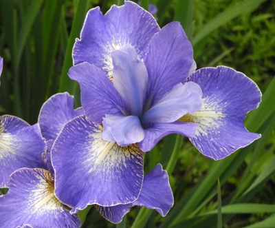 daylilies: Iris siberica HARPSWELL SNOWBURST