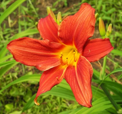 daylilies: 3-11