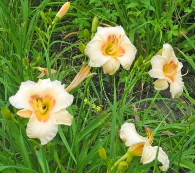 daylilies: 49-07
